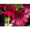 Echinacea-Köstlichkeitsbonbons (2)