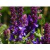 Salvia Blue Marvel (3)