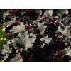 Heuchera Rex Schwarz