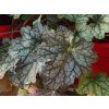 Heuchera Corrnetto (2)