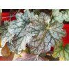 Heuchera Corrnetto (3)