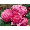 Rose 'Leonardo da Vinci®' (im Container P19)