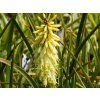 Kniphofia citrina (1)