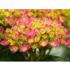 Hortensie Hy Pe Rot (1)