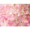 Hydrangea pan. Magical Andes L (detail 4)