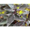 Cornus alba Nightfall 3