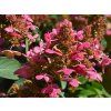 Hydrangea paniculata Prim Red (6)