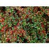 Cotoneaster procumbens Queen of Carpets