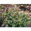 Diervilla Magical Green Dragon L (overzicht)