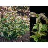 Diervilla Magical Green Dragon L (combi)