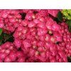Hydrangea macrophylla Rebellion Choco Love 20240702 1