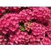Hydrangea macrophylla Rebellion Choco Love 20240723 4