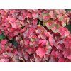 Hydrangea macrophylla Rebellion Choco Love 20240723 3