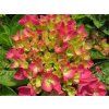 Hydrangea macrophylla Rebellion Dunkel Rosa Liebe 20240601 1