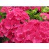 Hydrangea macrophylla Rebellion Dark Pink Love 20240702 1