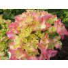 Hydrangea macrophylla Rebellion Pink Love 20240601 2