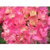Hydrangea macrophylla Rebellion Rosa Liebe 20240601 1