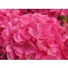 Hydrangea macrophylla Rebellion Pink Love 20240701 1