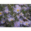 aster dumosus lady in blue