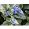 Brunnera macrophylla Looking Glass 23 1024x1024