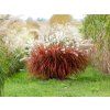 Miscanthus Lady in Red (7)