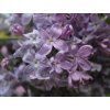 Flieder Hyazinthen Flieder Lavender Lady 6