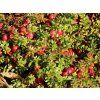 cranberry grossfruchtige moosbeere m015871 w 1
