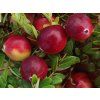 Moosbeeren Vaccinium macrocarpon Stevens P6198 46278 Bild