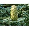abies procera 21
