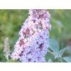 Buddleja dav Lilac Moon 1900x2850