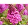 Buddleja Butterfly Candy Little Cerise (5)
