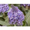 Buddleja davidii 'Little Rockstars'® Blue
