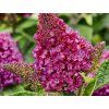 125063 Buddleja davidii Kleine Rockstars Rot