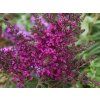 Buddleja Octopus Magenta (2)