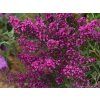 Buddleja Octopus Magenta (3)