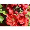 zierquitte cido red m068526 w 1