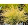 Festuca glauca Amigold (2)
