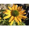 Echinacea Lakota Gelb (2)