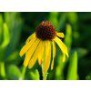 Echinacea paradoxa (2)