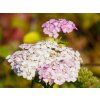 Achillea millefolium 'Apfelbl�te' (1)