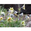 Pulsatilla albana var. lutea scaled 1800x0 c default