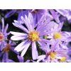 Aster Thumbelina (3)