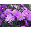 Aster Rosenwichtel (2)