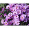 Aster dumosusx Rosenwichtel a 27 09 09 0002