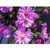 Aster Rosenwichtel (1)