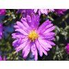 Aster Rosenwichtel (3)
