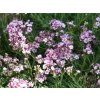 Gypsophila Niedriges Schleierkraut Knuddel VF II