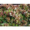 abelia grandiflora x little lady (1)