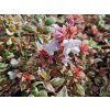 Abelia Magic DayDream