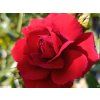 Rose 'Lilli Marleen' (Container C2)